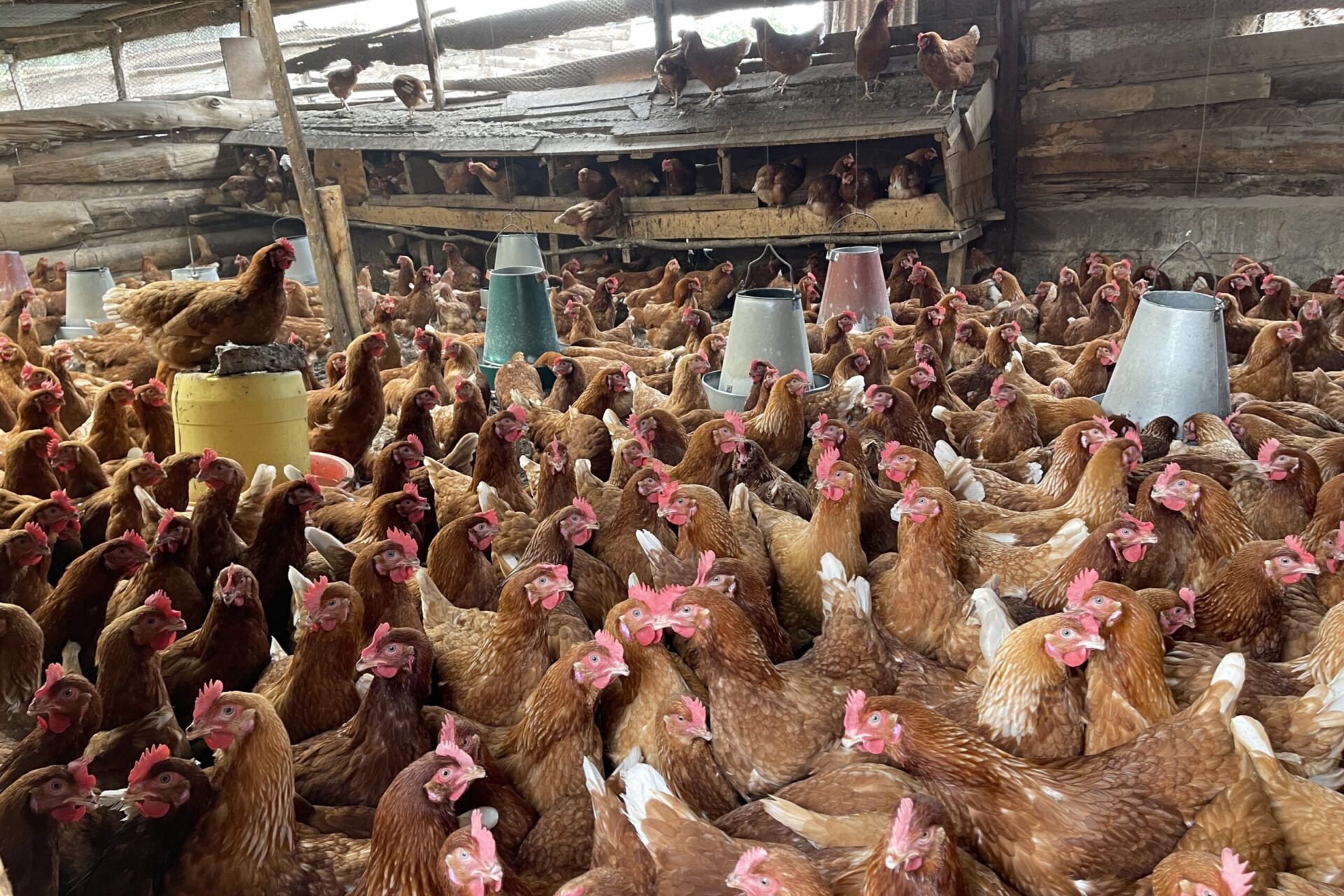 Building a Sustainable Poultry Farm: Strategies for Long-Term Success