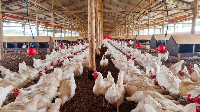 hq720 https://ikonasfarm.com/wp-content/uploads/2025/09/hq720.jpg