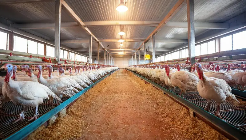 peaceful-scene-barn-poultry-farm-showcasing-healthy-turkey-growth-amidst-soft-sawdust-nearby-feeders-poultry-farm-366252681 https://ikonasfarm.com/wp-content/uploads/2025/09/peaceful-scene-barn-poultry-farm-showcasing-healthy-turkey-growth-amidst-soft-sawdust-nearby-feeders-poultry-farm-366252681.webp